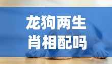龙狗生肖配对解析，星座运势下的情感契合度探讨