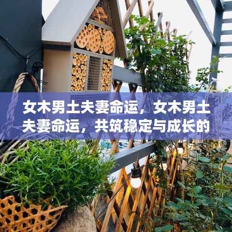 女木男土夫妻命运，共筑稳定与成长，双人组合展现和谐之力