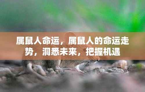 属鼠人的命运走势揭秘，洞悉未来，把握机遇时刻