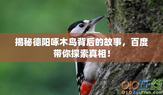 揭秘德阳啄木鸟背后的故事，百度带你探索真相！