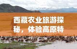 西藏农业旅游探秘，体验高原特色农业之旅